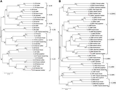 Interleukin-22 Deficiency Contributes to Dextran Sulfate Sodium-Induced Inflammation in Japanese Medaka, Oryzias latipes